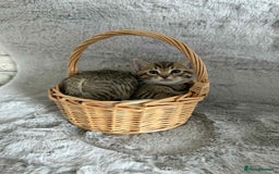 Bengal cats for sale: Stunning bengal kittens for sale to loving home - Image 8