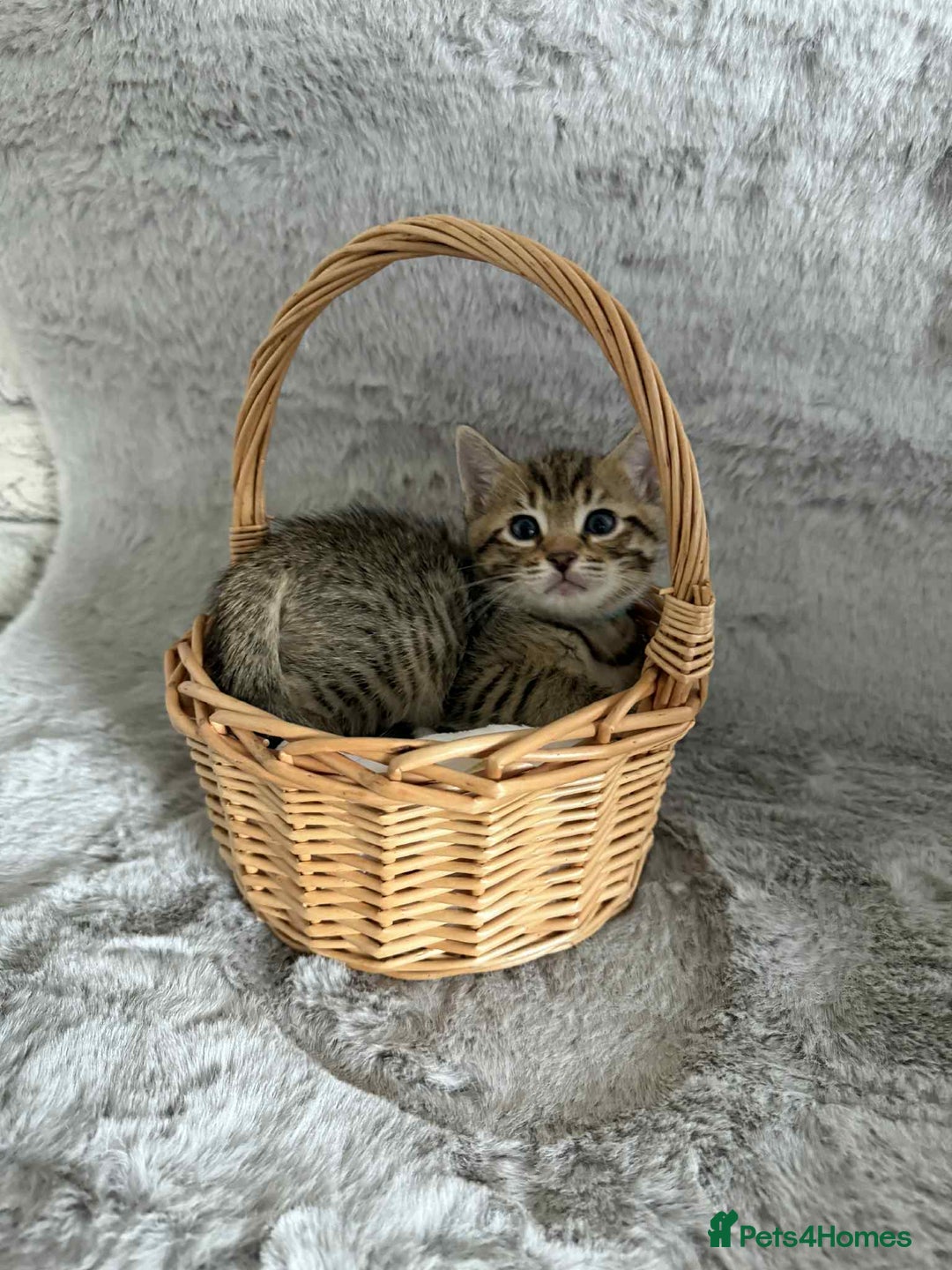 Bengal cats for sale: Stunning bengal kittens for sale to loving home - Image 8