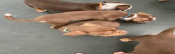 Old Tyme Bulldog dogs for sale: 8 OLD TYME BULLDOGS FOR SALE in London - Advert 9