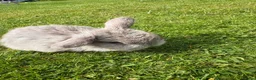 Mini Lop rabbits for sale: Mini Holland lops  in Warrington - Advert 3