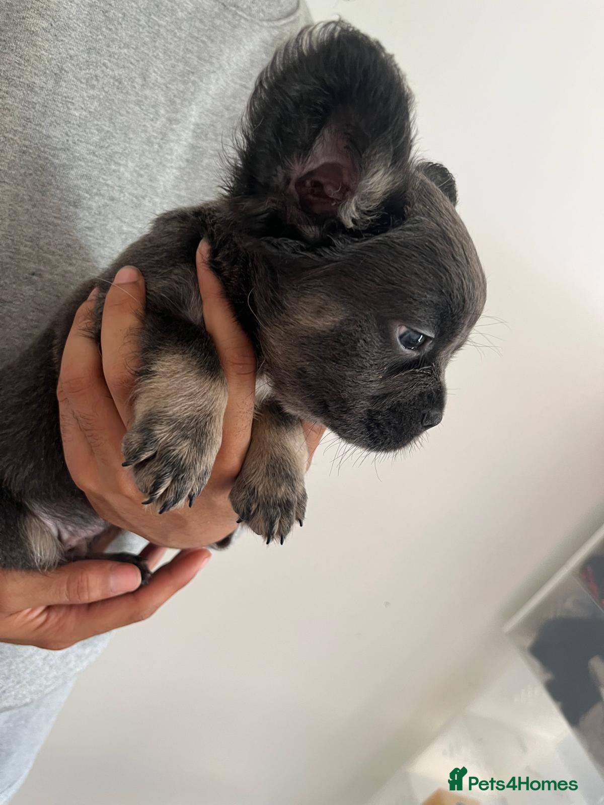 French Bulldog dogs for sale: French bulldogs for sale  - Advert 30
