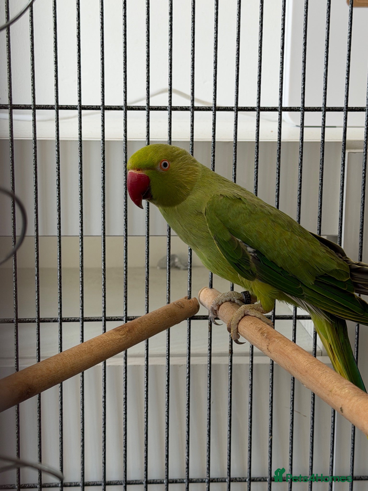 Parrots birds Ringneck  - Advert 17