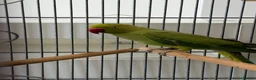 Parrots birds for sale: Ringneck  - Advert 1