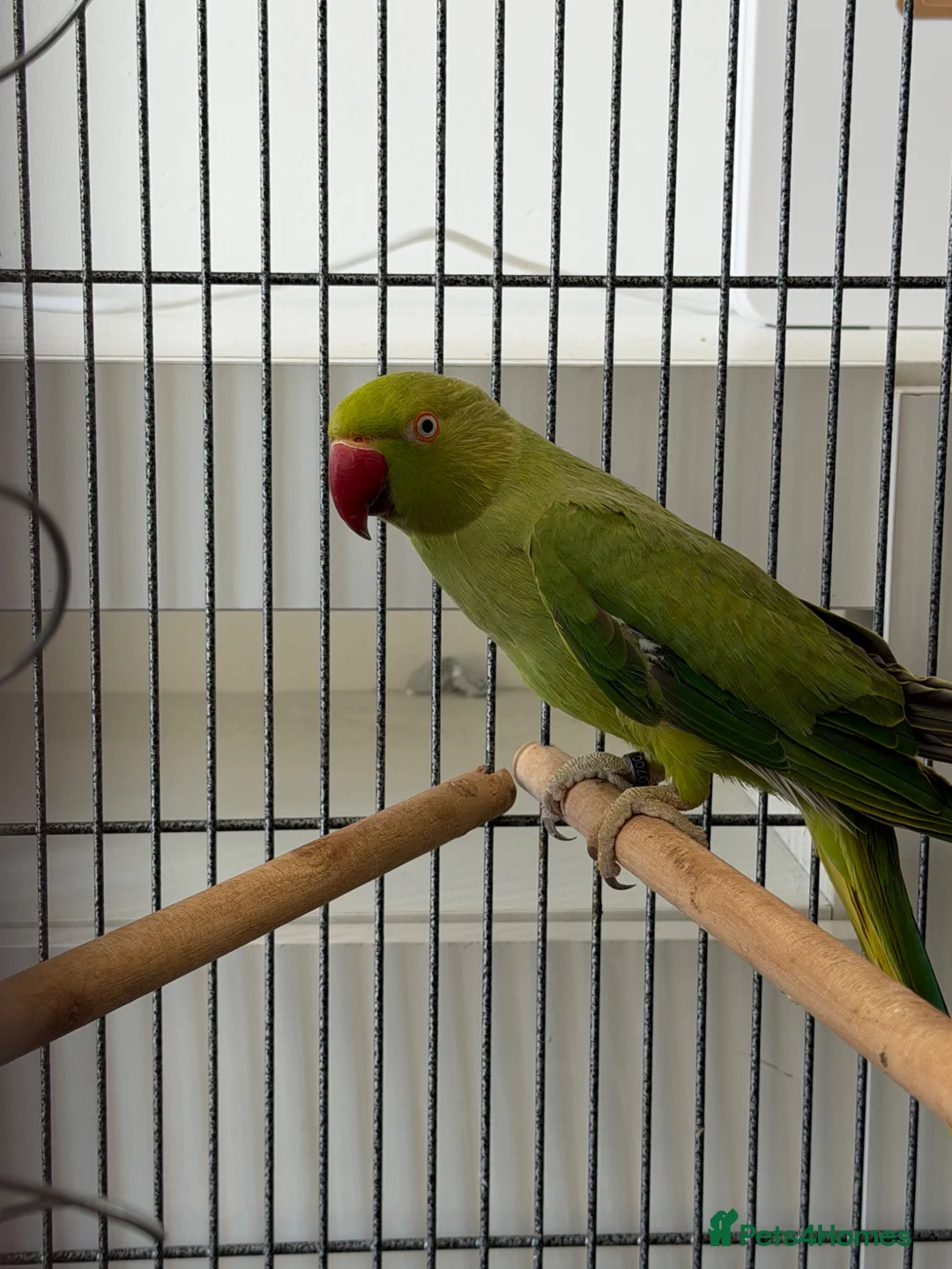 Parrots birds for sale: Ringneck  - Advert 1