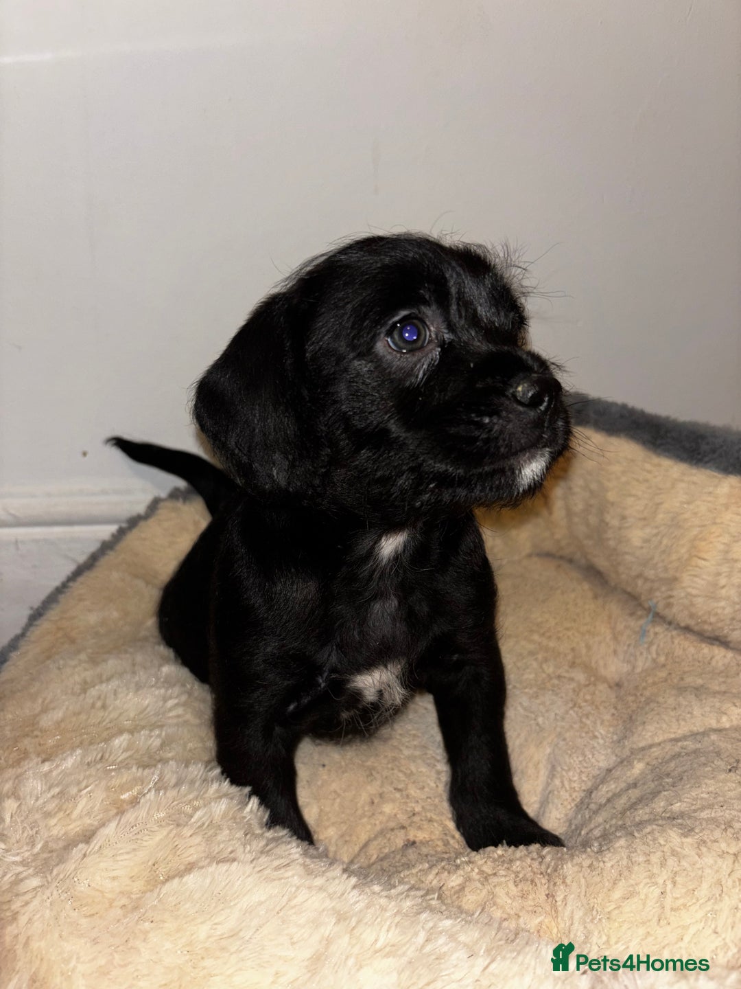 Mixed Breed dogs for sale: Stunning Cockerpoo x cavalier King Charle spaniel  - Advert 16