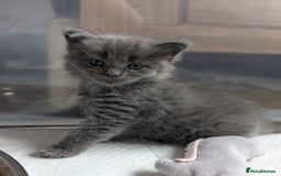 Maine Coon cats for stud: GCCF/TICA Reg Maine Coon for Stud Service! in Frome - Image 5