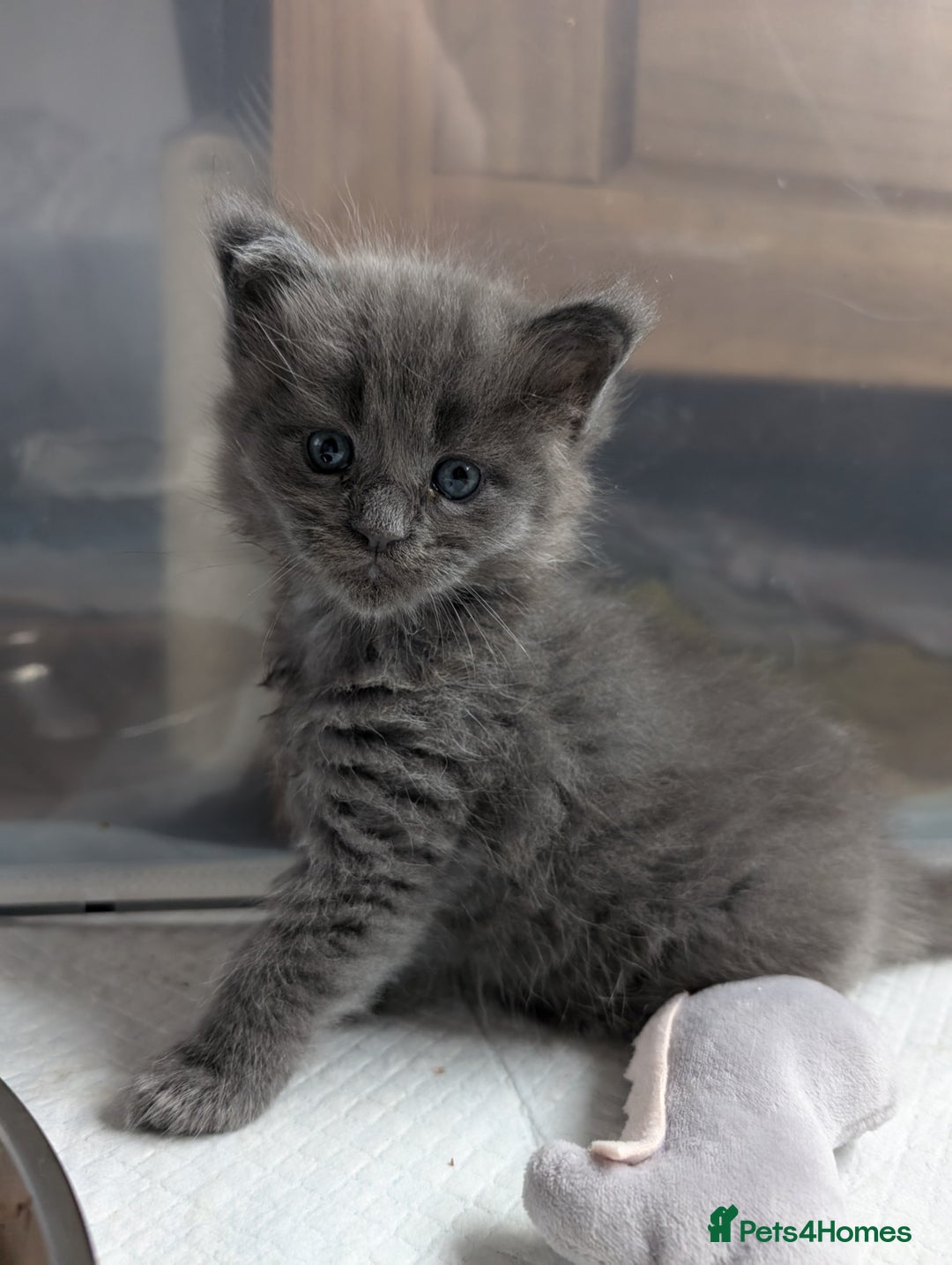 Maine Coon cats for stud: GCCF/TICA Reg Maine Coon for Stud Service! in Frome - Image 5