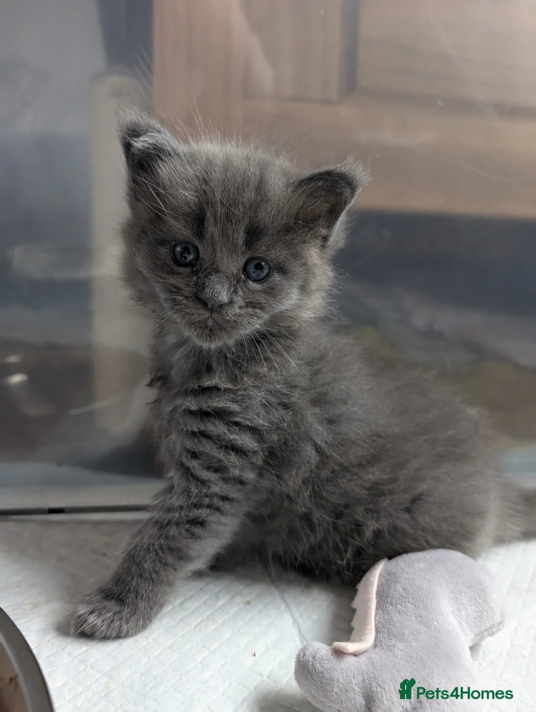 Maine Coon cats for stud: TICA Reg Maine Coon for Stud Service! in Frome - Advert 5