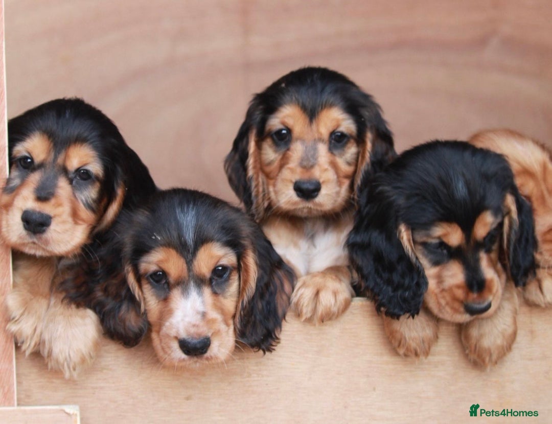 Cocker Spaniel dogs for sale: Full Cocker Spaniels Puppies  - Image 6