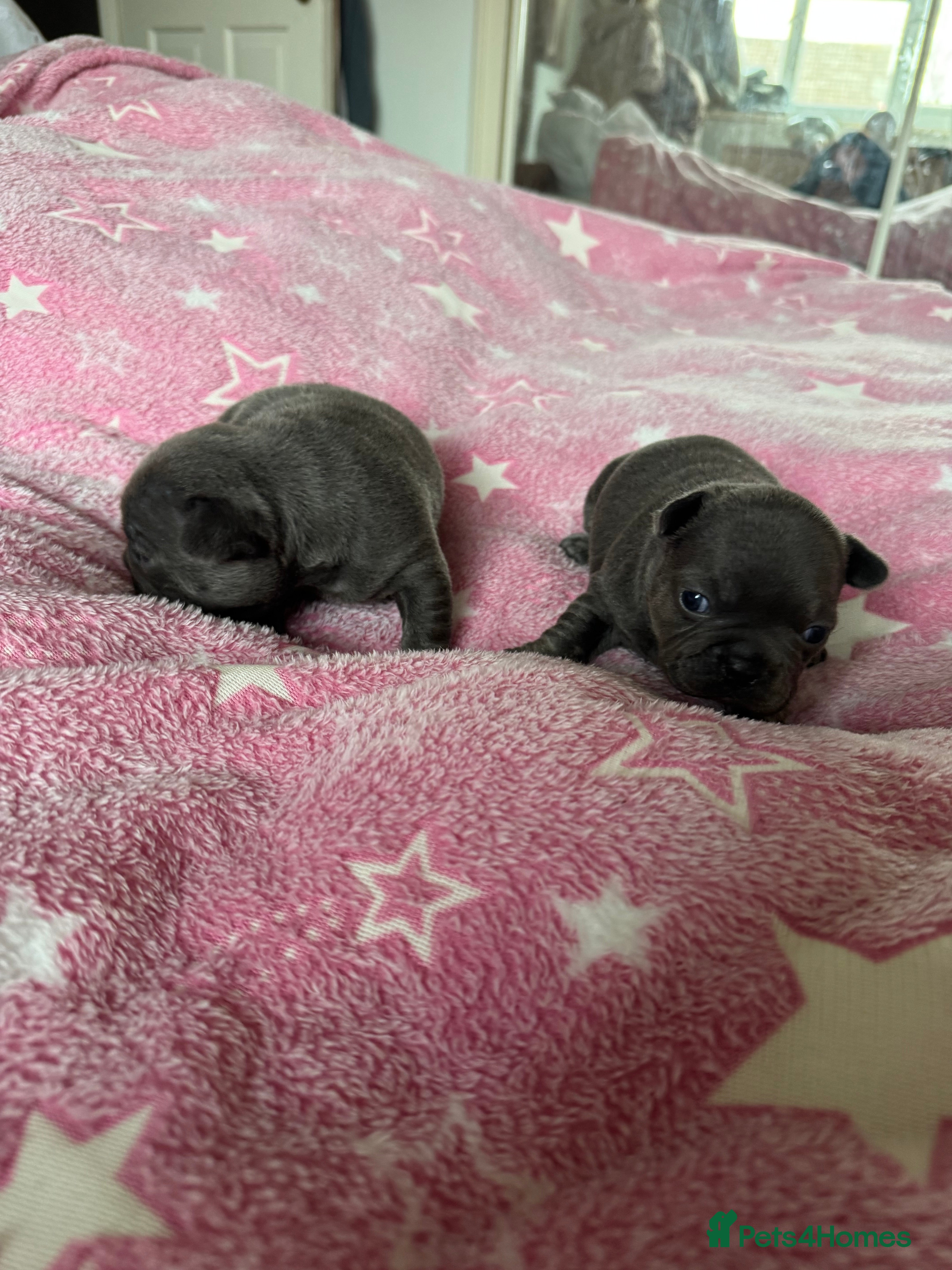 French Bulldog dogs French Bulldog Puppies – Loving Family Homes Only - Advert 2