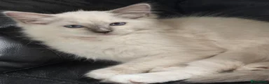 Ragdoll 6