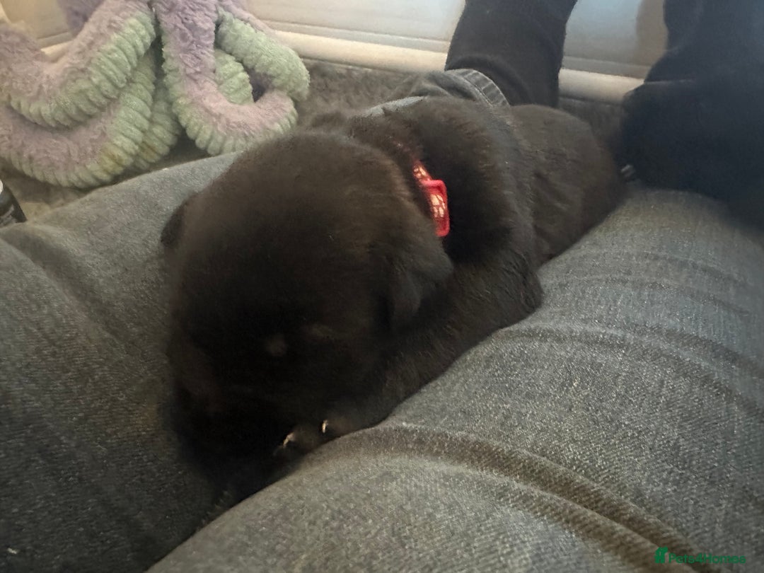 Mixed Breed dogs for sale: Belgian Malinois X Lurcher - Advert 5