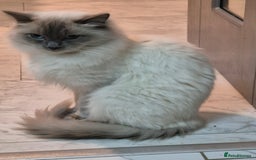 Ragdoll cats for sale: Pure Blue Point Ragdoll Male - Advert 2