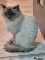 Ragdoll cats Pure Blue Point Ragdoll Male - Advert 5