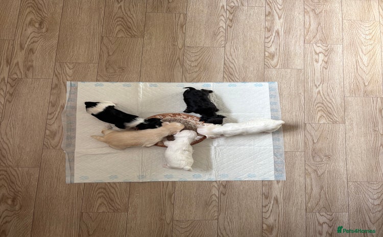 Morkie dogs - Advert 1