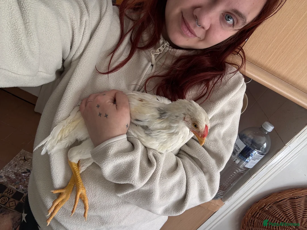 Gallery Image {{count}}