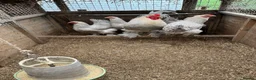 Chickens poultry for sale: Isabella Brama Hatching eggs  - Advert 2