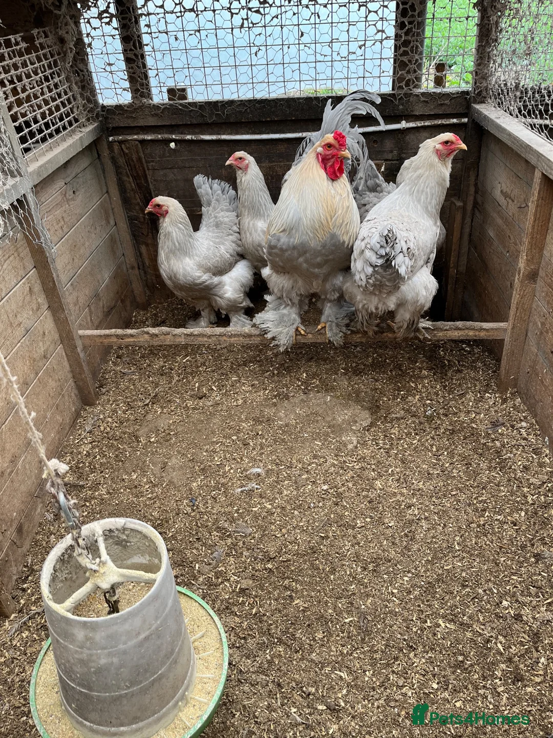 Chickens poultry for sale: Isabella Brama Hatching eggs  - Advert 2