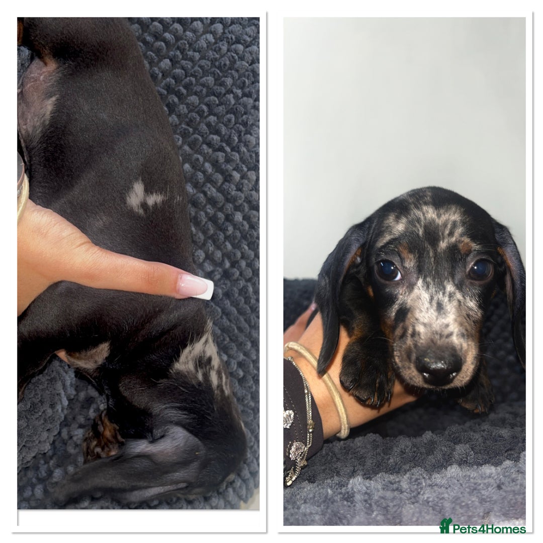 Miniature Dachshund dogs for sale: Miniature dachshunds - Image 1