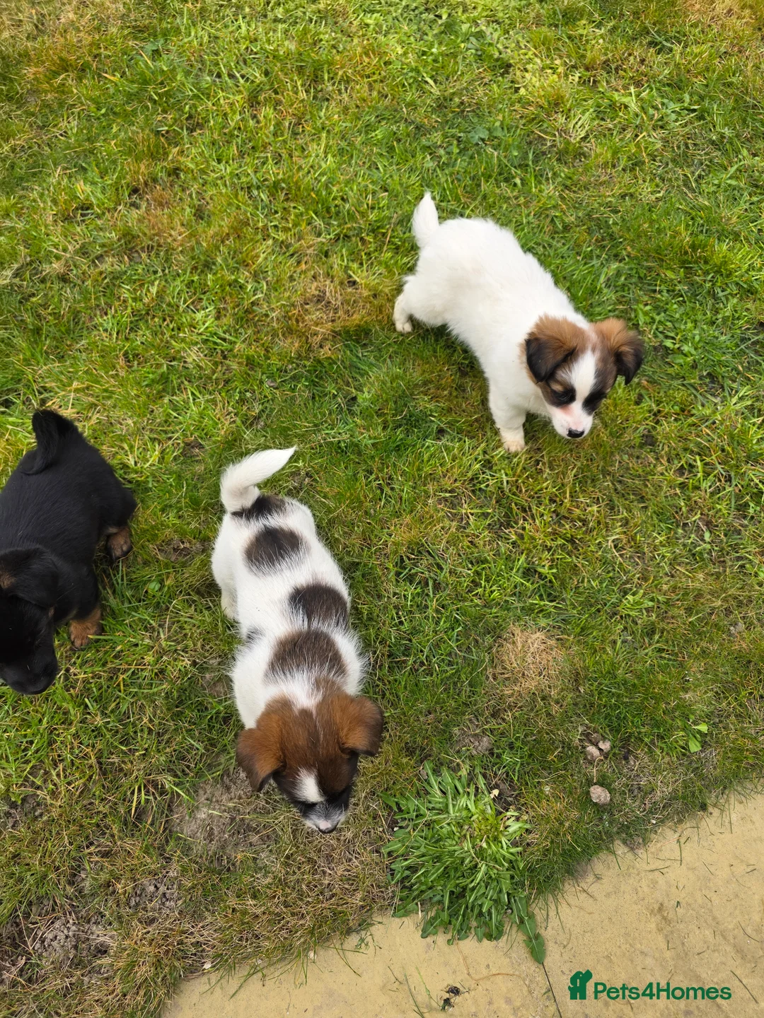 Mixed Breed dogs for sale: Jack Russell cross puppies in Chichester - Advert 16