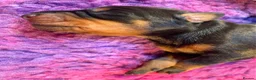 Dobermann dogs for sale: *KC REGISTERED* HEALTH TESTED DOBERMAN PUPPIES* in Rossendale - Advert 7