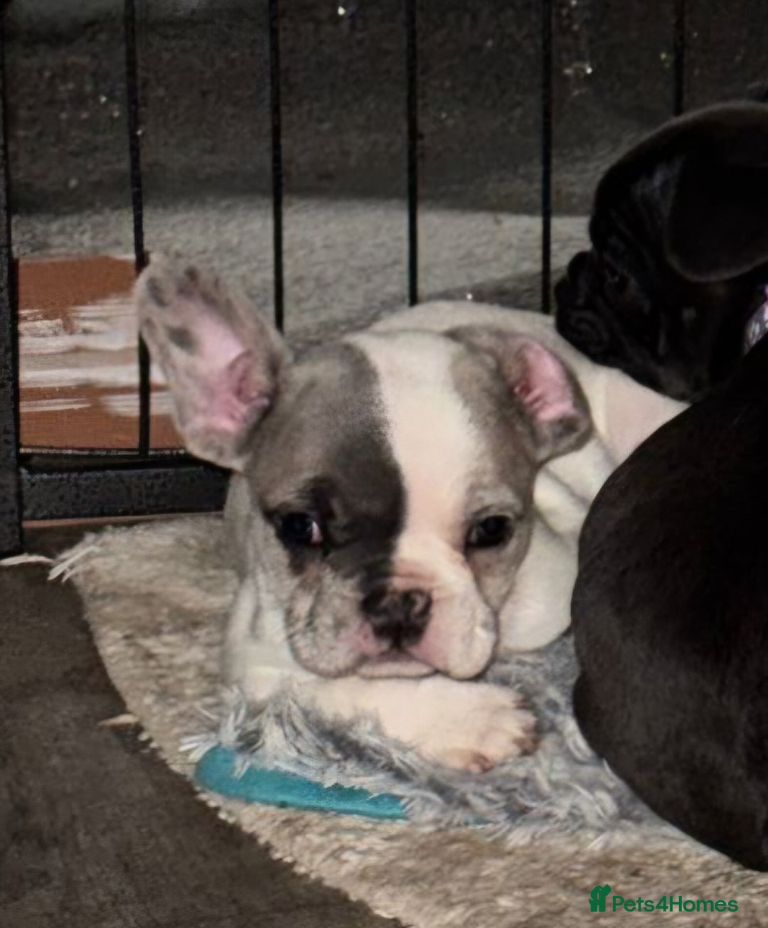 French Bulldog dogs for sale: Last 4 French bulldogs reduced  - Advert 5