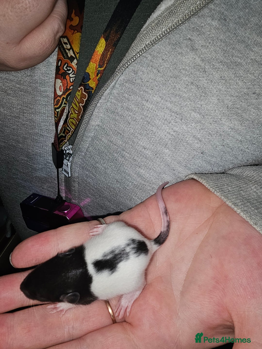 Rat rodents for sale: 7 female rat pups  - Advert 11