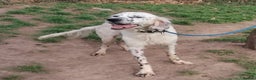 English Setter dogs for adoption: Pol   - Advert 9