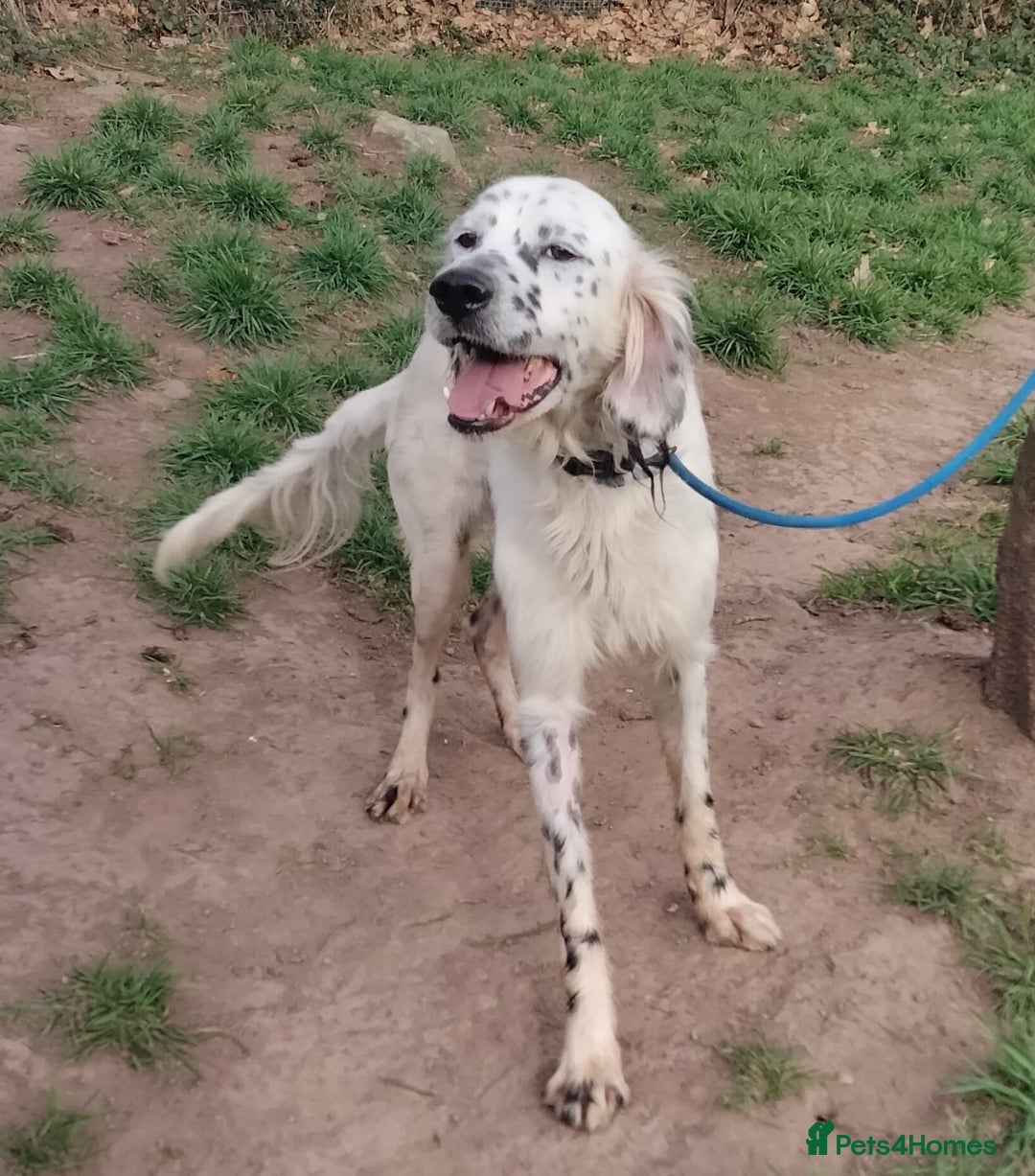 English Setter dogs for adoption: Pol   - Advert 9