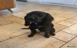 Cocker Spaniel dogs for sale: 6month old cocker spaniel puppy  - Image 2