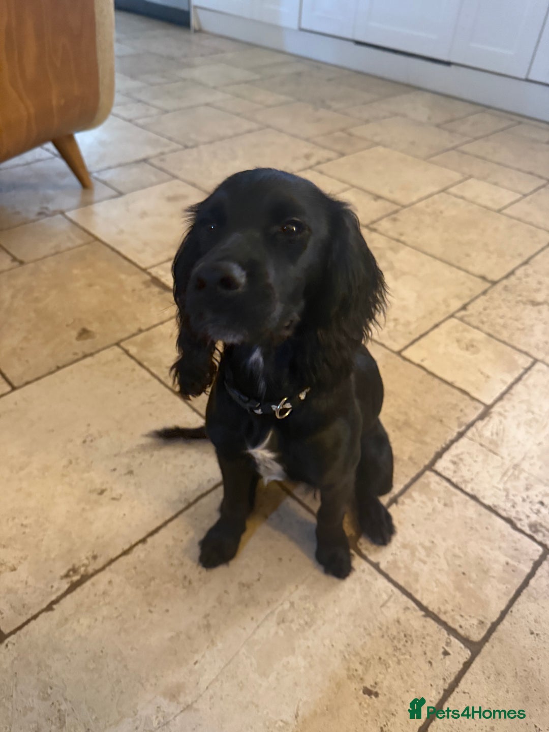 Cocker Spaniel dogs for sale: 6month old cocker spaniel puppy  - Image 2