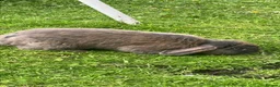 Mini Lop rabbits for sale: mini lop babies  - Advert 22