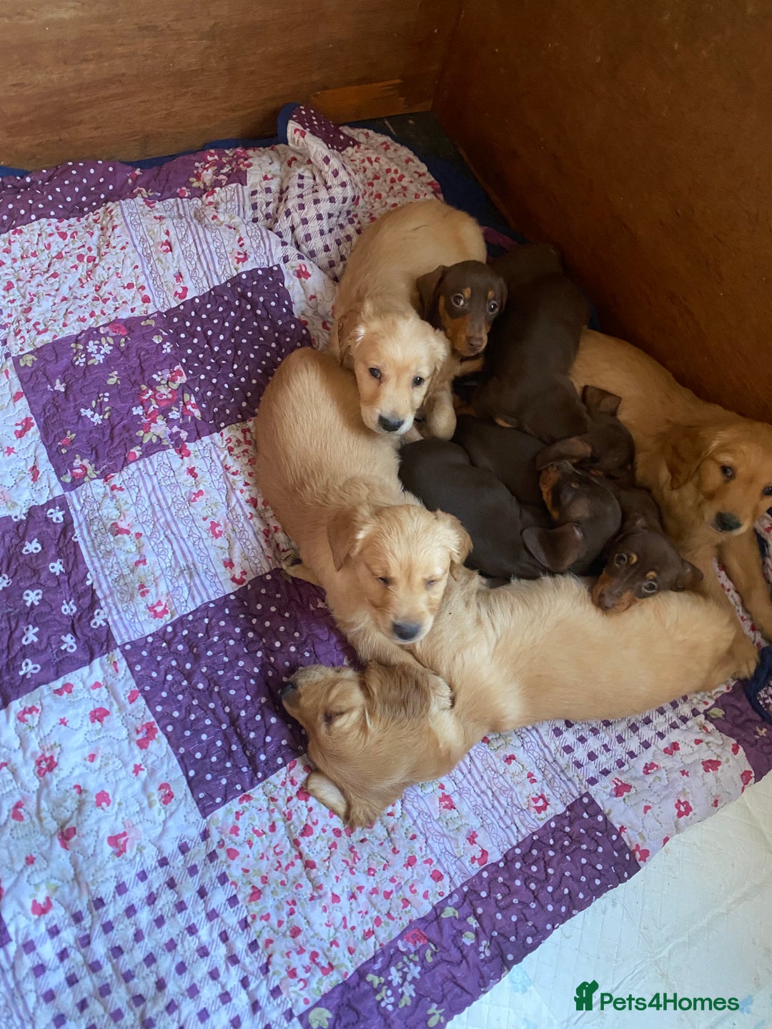 Miniature Dachshund dogs for sale: KC registered**Chocolate and tan**mini dachshunds  - Advert 13
