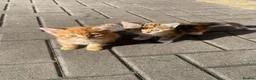 Mixed Breed cats for sale: 3 GORGEOUS KITTENS - Advert 6
