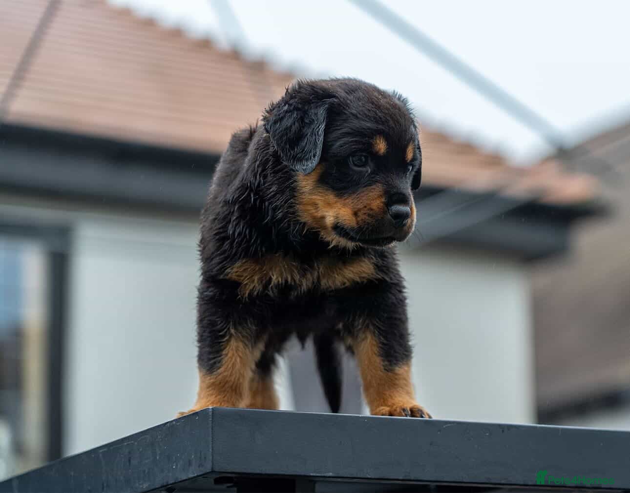 Rottweiler dogs Chunky German Rottweilers pups  - Advert 1
