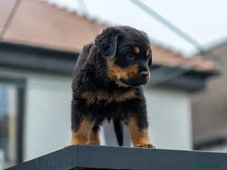 Rottweiler dogs Chunky German Rottweilers pups - Advert 1