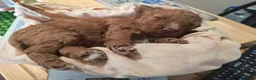 Cockapoo dogs for sale: Beautiful trio of Cockapoos for sale - Advert 4