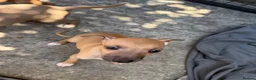 Italian Greyhound dogs for sale: Reduced! 2 Italian grey hounds boys available  - Advert 8