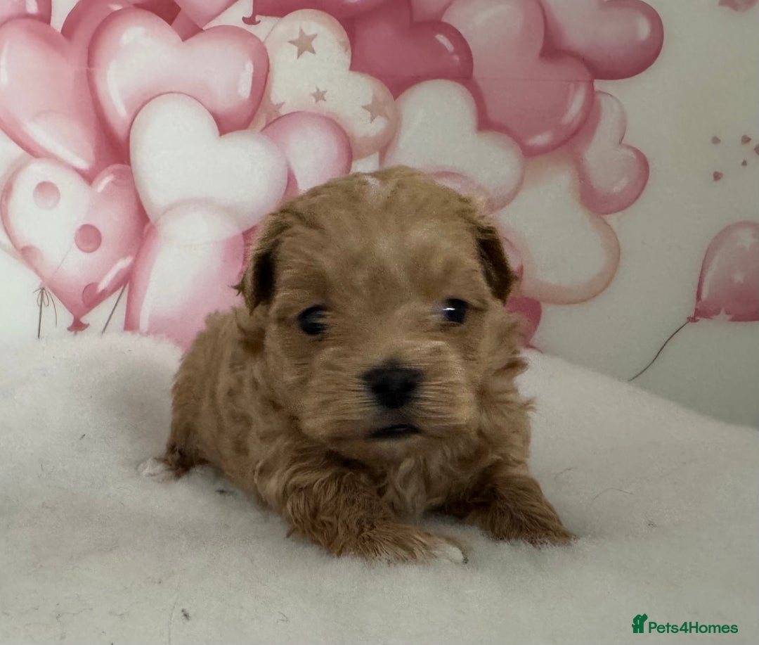 Maltipoo dogs for sale: Two boys left to reserve  - Advert 5