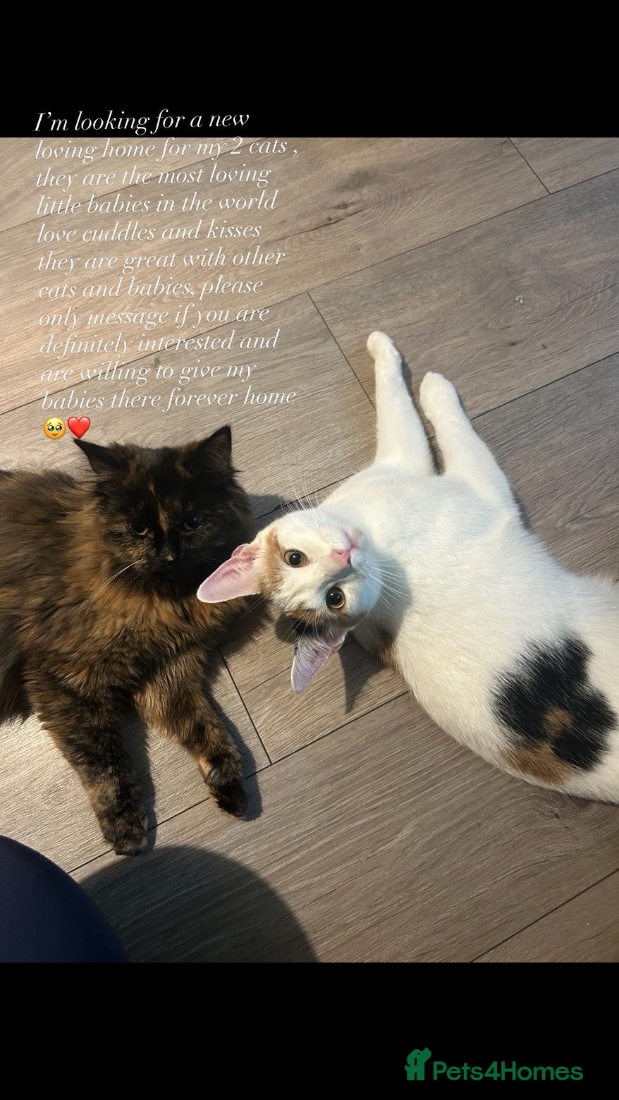 Mixed Breed cats Cats  - Advert 1