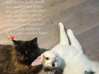 Mixed Breed cats Cats - Advert 1