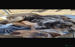 Dachshund dogs for sale: Dachshund puppies  - Image 19