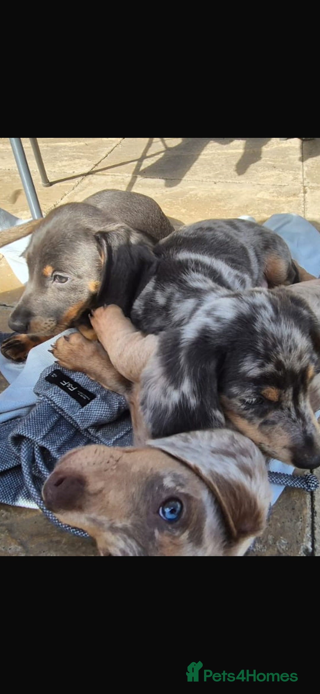 Dachshund dogs for sale: Dachshund puppies  - Image 19