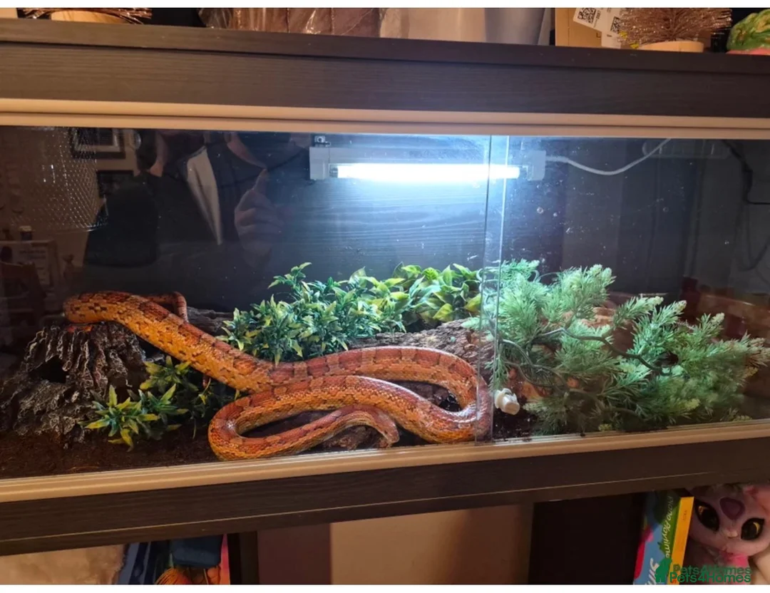 Corn Snake reptiles for sale: Corn snake and setup in Rugeley - Advert 1