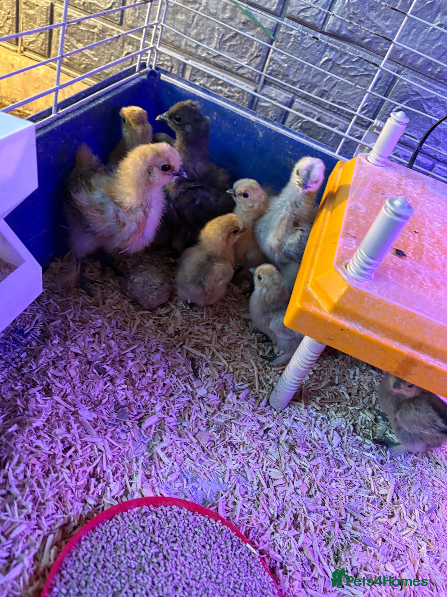 Chickens poultry Silky chicks - Advert 2