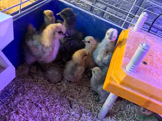 Chickens poultry 15 Silky chicks - Advert 2