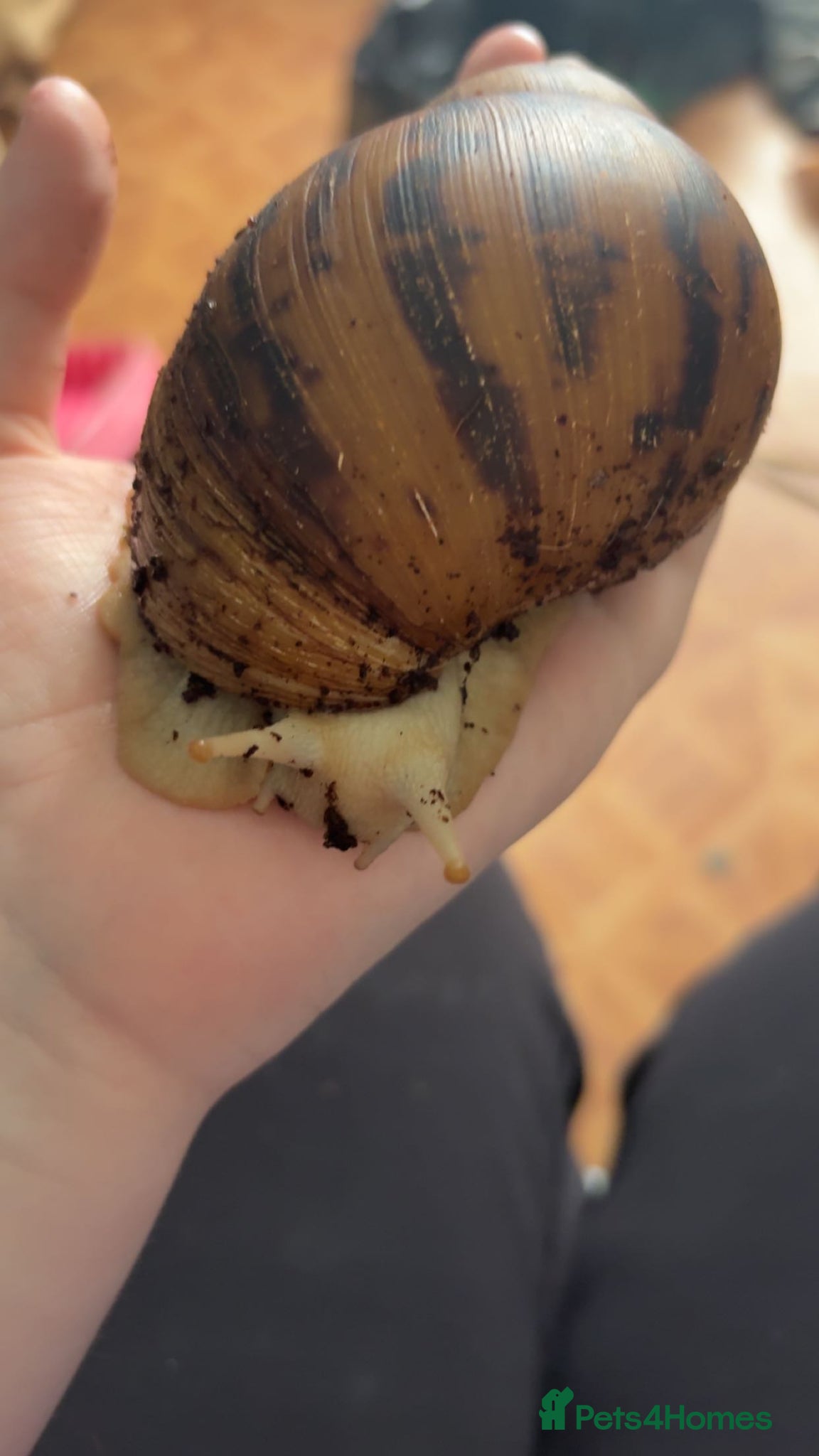 Snails invertebrates for sale: ALBINO gals for sale - Advert 1