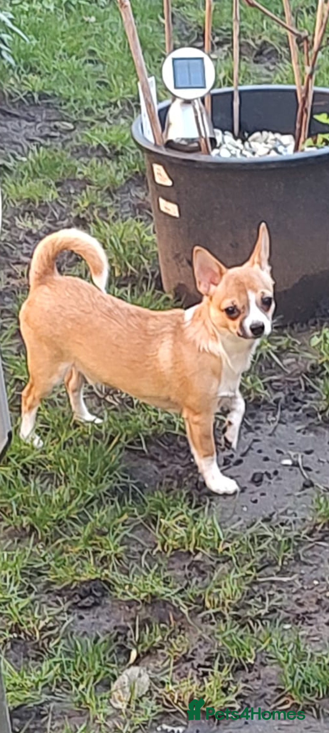 Chihuahua dogs Adorable Loving hand reared ready now Chihuahuas - Advert 6