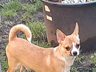 Chihuahua dogs Adorable Loving hand reared ready now Chihuahuas - Advert 14