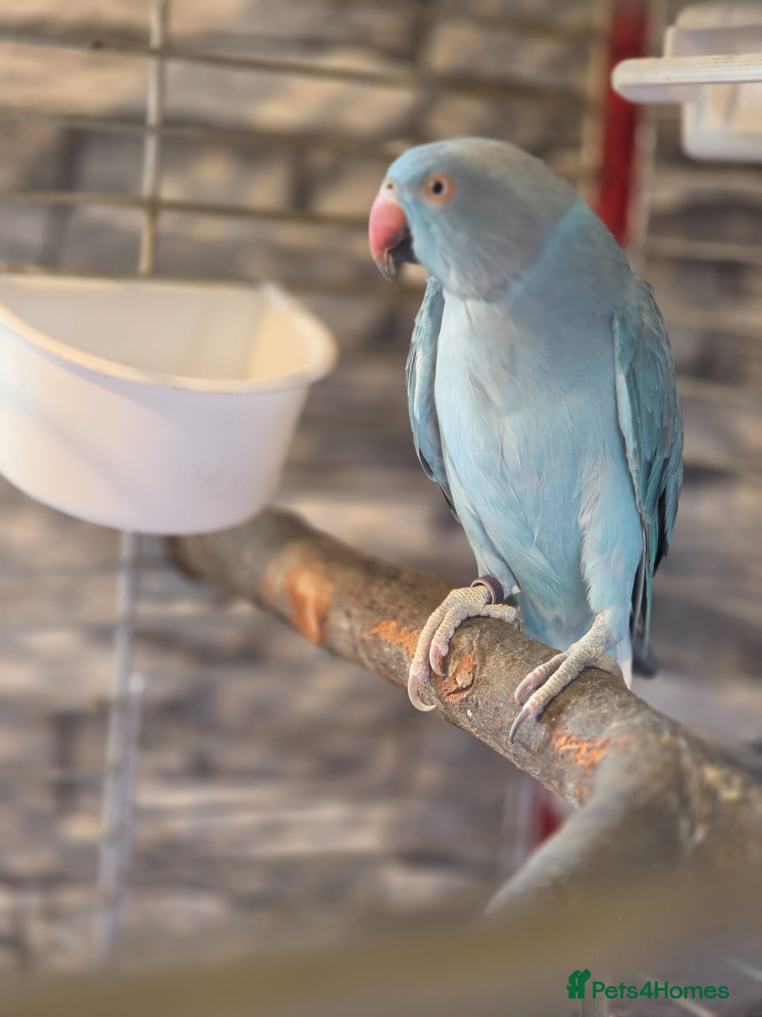 Ringnecks birds for sale: Blue Ringneck  female  - Advert 2